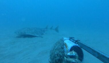Watch: Critically Endangered Angelshark Spotted In Wales' Cardigan Bay In First Sighting Since 2021