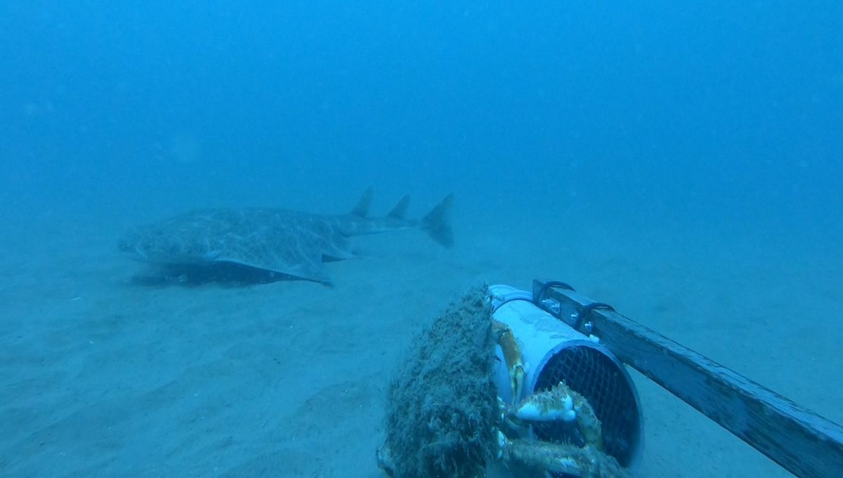 Watch: Critically Endangered Angelshark Spotted In Wales' Cardigan Bay In First Sighting Since 2021