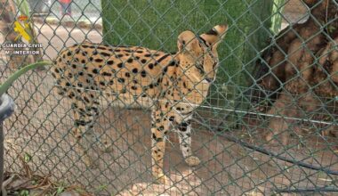 Website leads police to illegal pet store in Spain with over 150 exotic animals, including endangered species