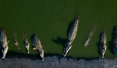 200 crocodiles killed in West Bank after reptiles resorted to cannibalism and posed "significant risk" to humans, Israel says