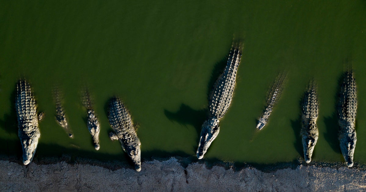 200 crocodiles killed in West Bank after reptiles resorted to cannibalism and posed "significant risk" to humans, Israel says