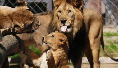 Rare Barbary lion cubs born at Czech zoo are part of a plan to return the breed to the wild. See photos of them.