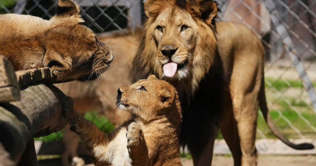 Rare Barbary lion cubs born at Czech zoo are part of a plan to return the breed to the wild. See photos of them.