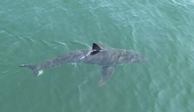 Drone video shows great white shark lurking near popular beaches in Maine, prompting police warning