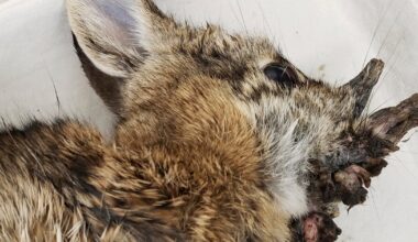 Rabbits are sprouting virus-induced "horns" in Colorado. Here's why scientists say there's no reason to panic.