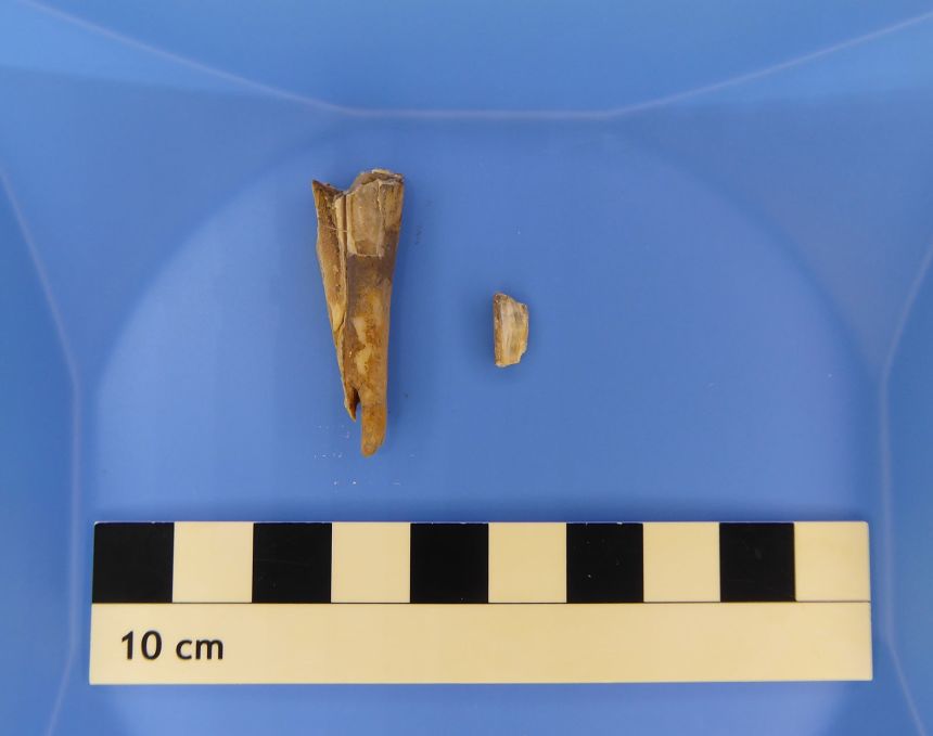 The Y. pestis genome was recovered from this 4,000 year old sheep tooth.