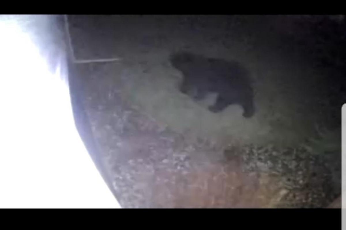 What To Know About Minnesota's Upcoming Bear Hunting Season