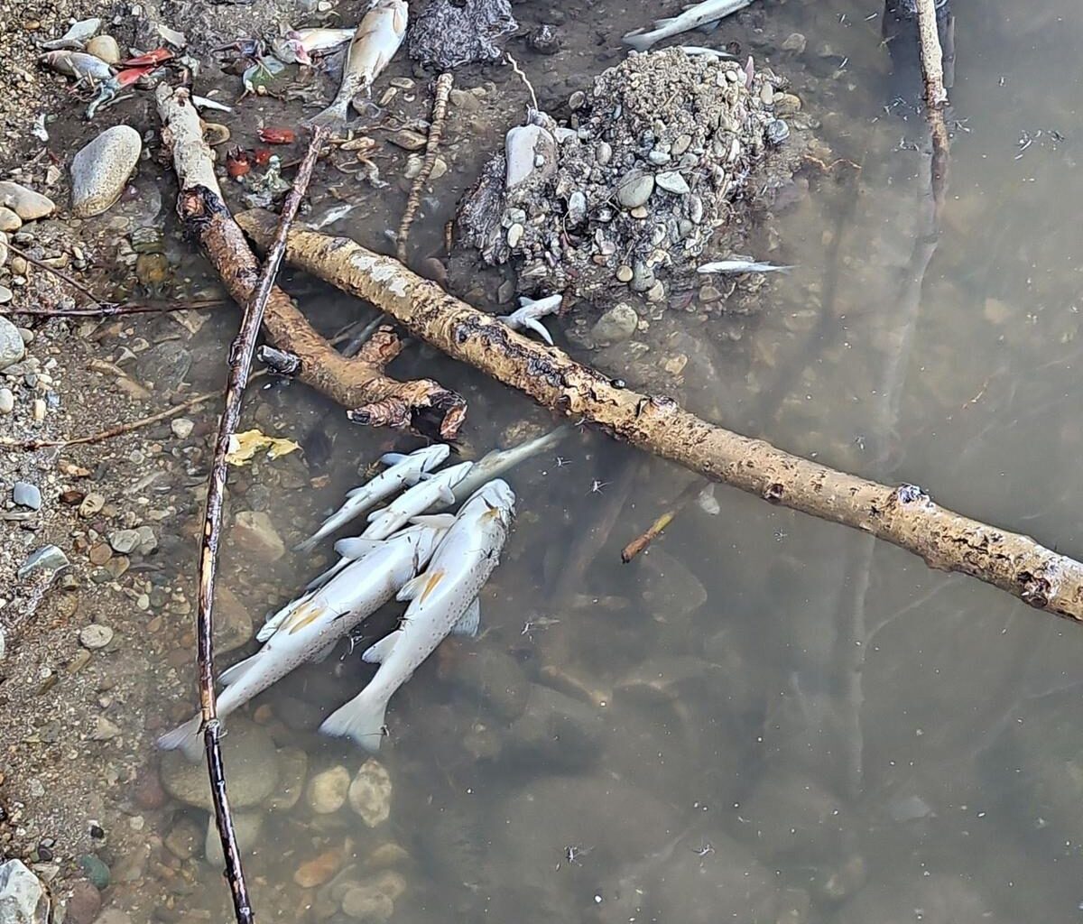 Lolo Creek fish kills point to need for water conservation