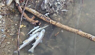 Lolo Creek fish kills point to need for water conservation