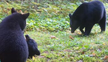 What To Know About Minnesota's Bear And Dove Hunting Seasons