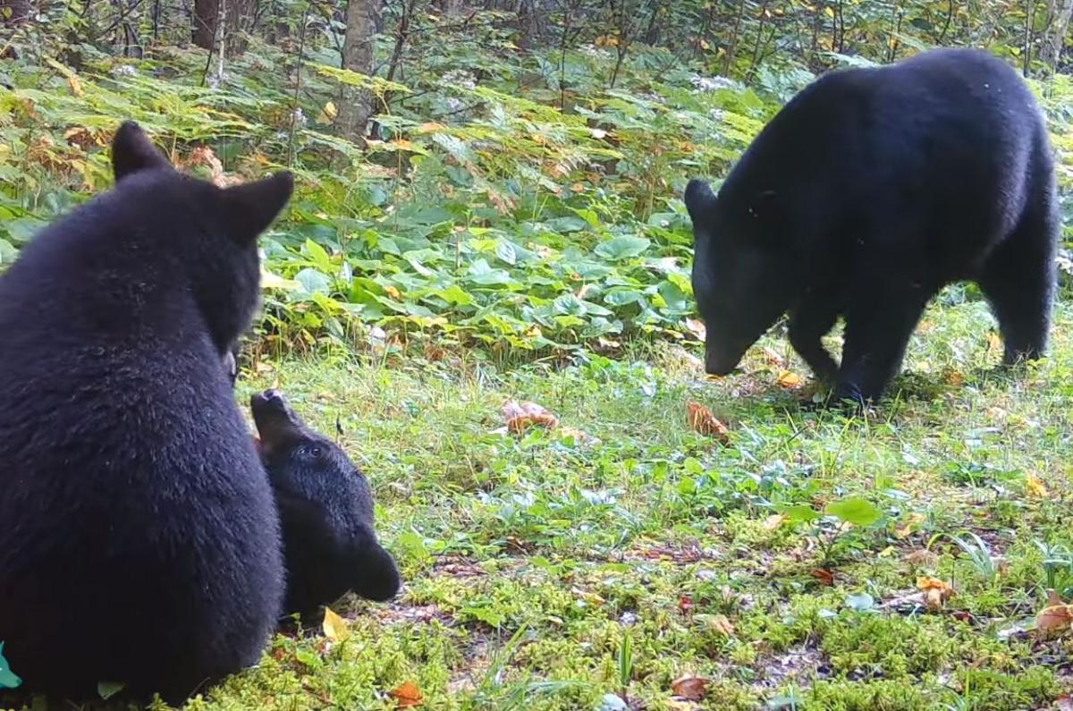 What To Know About Minnesota's Bear And Dove Hunting Seasons