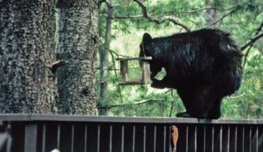 Bears, humans can coexist in Arizona. Here's how