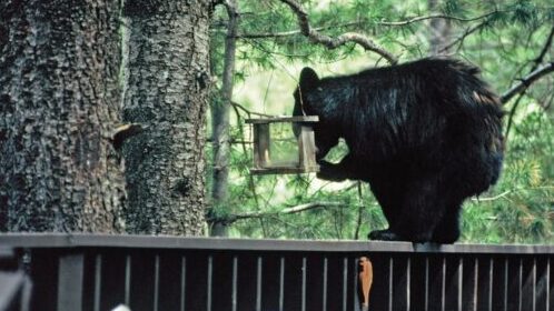 Bears, humans can coexist in Arizona. Here's how