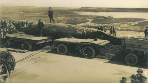 MNH The whale carcass lying across two large trailers with ropes being used to move it.