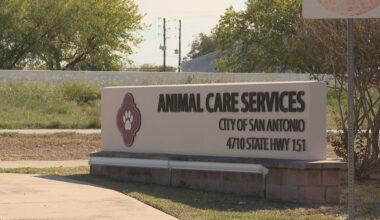 Teen hospitalized after pit bull bite near Harlandale Park; dog still on the loose