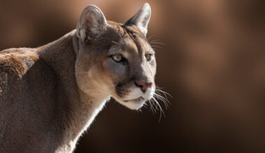 3 cougar sightings on San Juan Island
