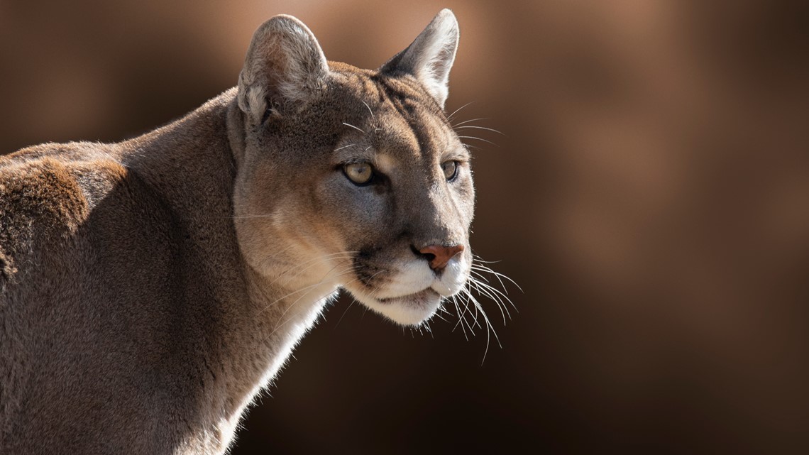 3 cougar sightings on San Juan Island
