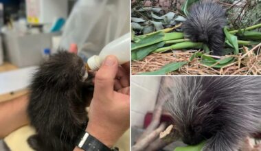 Zookeepers save life of baby porcupine with this type of therapy