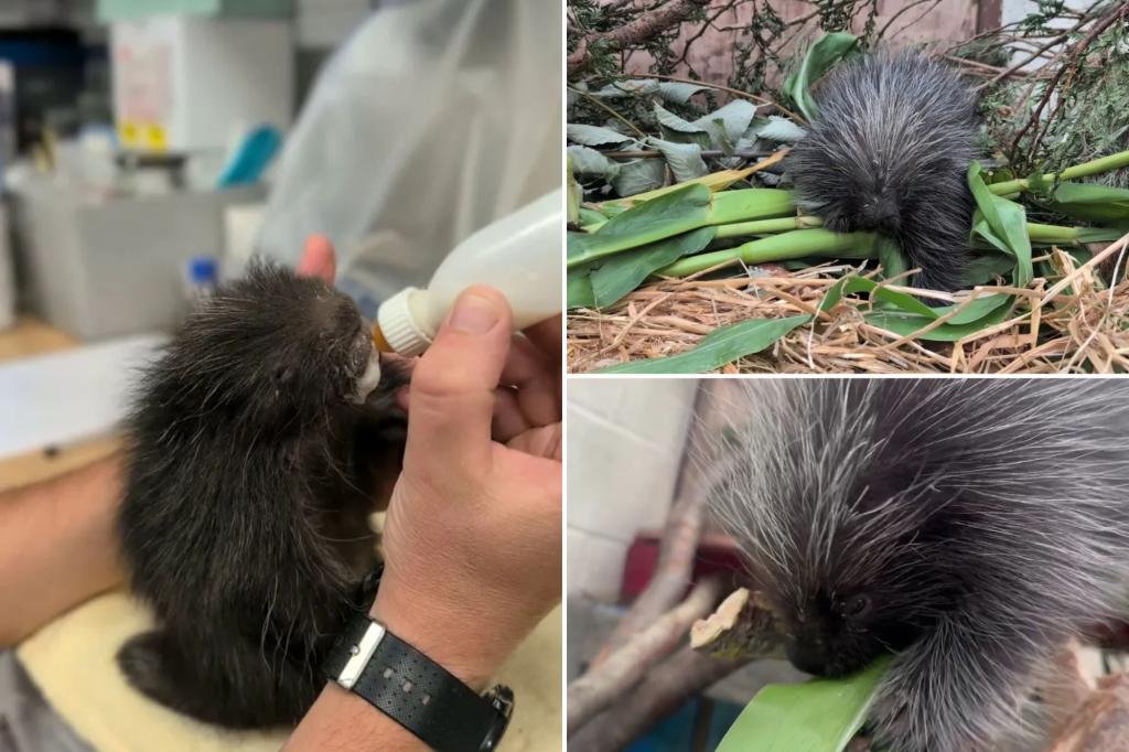 Zookeepers save life of baby porcupine with this type of therapy