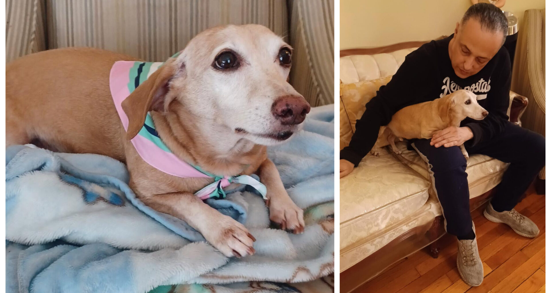 Chicagoans Unite To Expand Search For Bam Bam, The Service Dog Stolen From A Blind Man