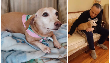 Chicagoans Unite To Expand Search For Bam Bam, The Service Dog Stolen From A Blind Man