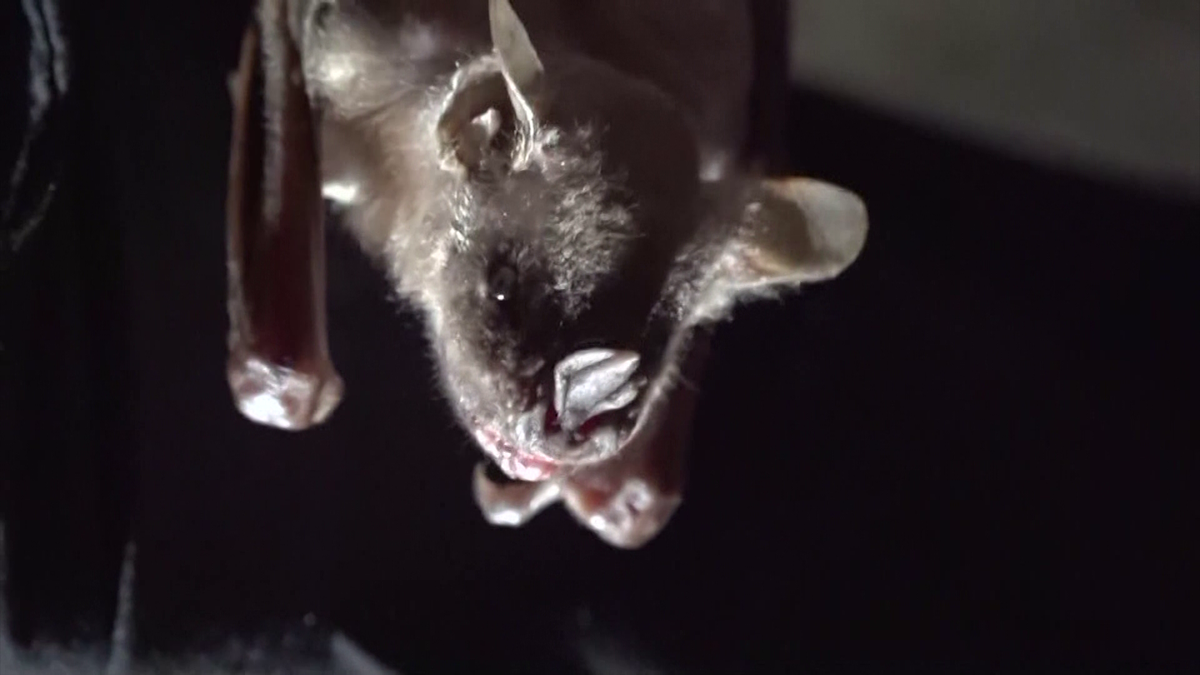 Bat flies into Mass. woman's mouth, leaving her with $21,000 medical bill