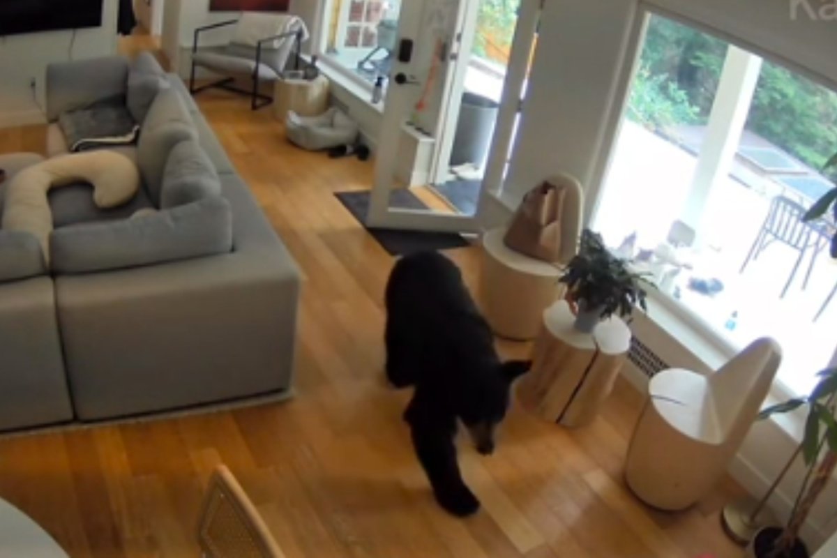 Bear enters home in Vancouver 