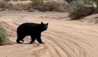 Video shows black bear in northern Rio Rancho