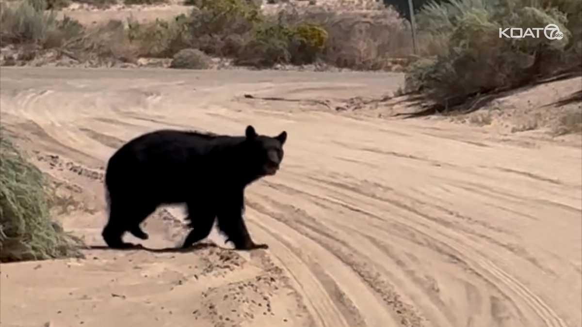 Video shows black bear in northern Rio Rancho