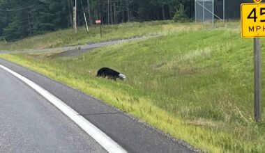 Bear wandering around northern Wisconsin with jar stuck on its head