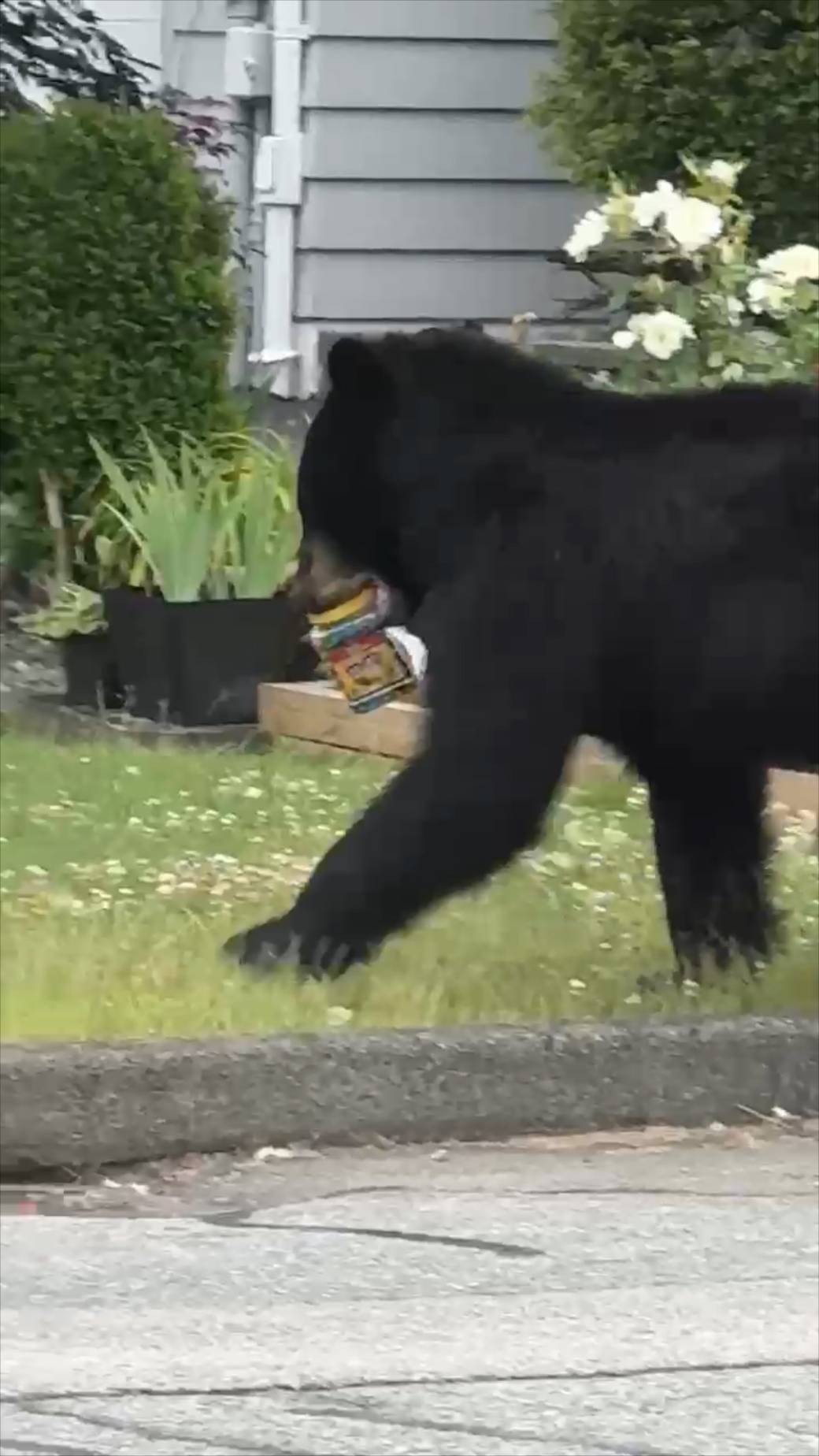 Click to play video: 'Bear steals Costco-sized M&Ms container out of B.C. man’s truck'