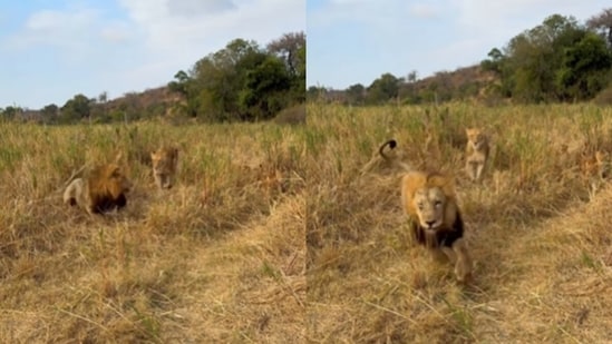 A viral clip showed a male lion retreating when a lioness approached with cubs, sparking humorous reactions from viewers online.(Instagram/jacquesbriam)