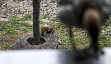 Rising rat problem sparks NEA call for better refuse management; more enforcement action taken