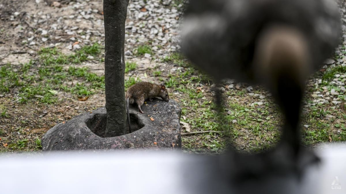 Rising rat problem sparks NEA call for better refuse management; more enforcement action taken