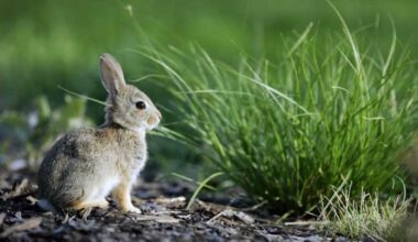 Rescue groups respond after LAAS excludes rabbits from spay/neuter increase – NBC Los Angeles