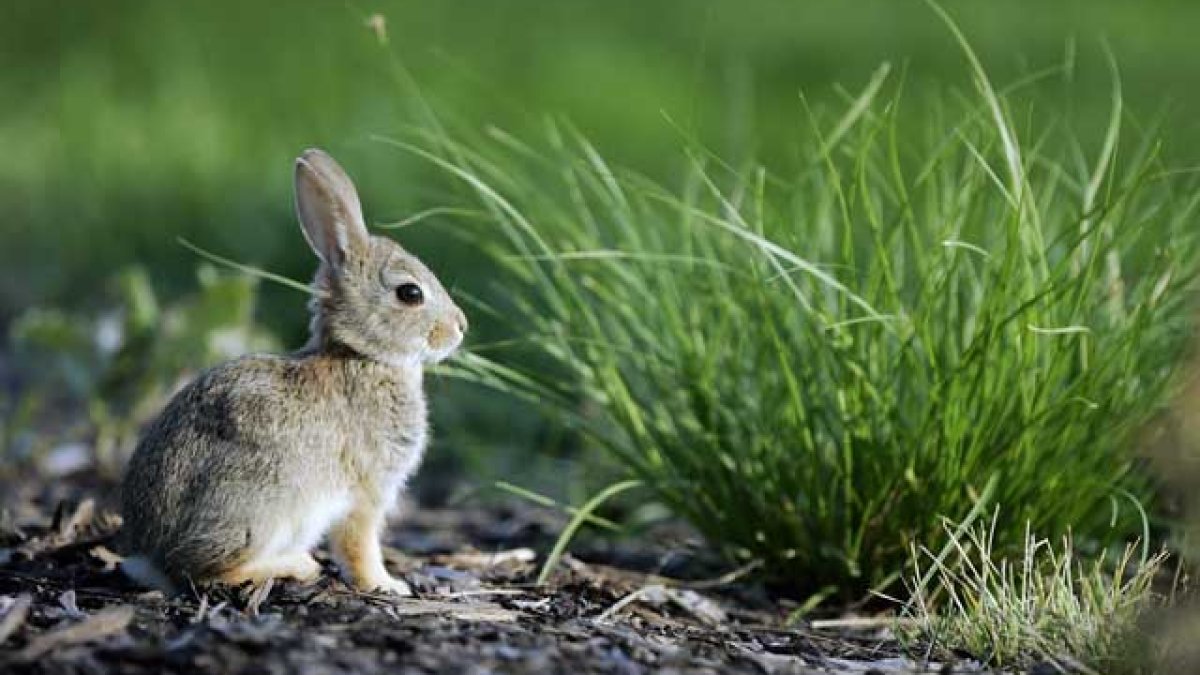 Rescue groups respond after LAAS excludes rabbits from spay/neuter increase – NBC Los Angeles