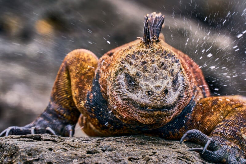 A close-up of a marine iguana on a rocky surface, with water droplets spraying around its head and vibrant textured skin in shades of brown, orange, and black.