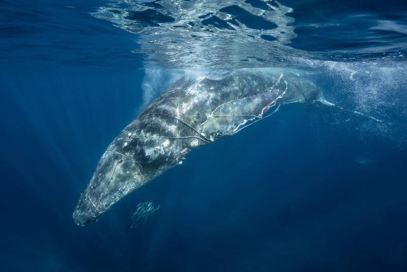 A humpback whale swims underwater, partially illuminated by sunlight. There are scars and some entangled lines visible on its body, with a small school of fish nearby in the deep blue ocean.