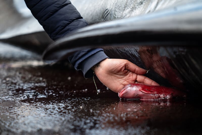 A close-up of a person’s hand touching a bloody organ next to the body of a large marine animal, likely a whale, lying on a wet surface. The scene suggests a dissection or examination.