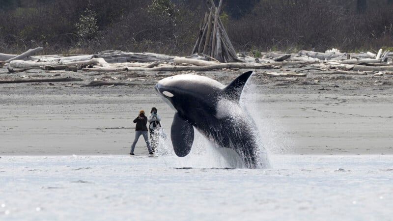 A large orca breaches dramatically close to shore, creating a splash in the water, while two people on a sandy beach photograph the whale with cameras. Driftwood and trees are visible in the background.