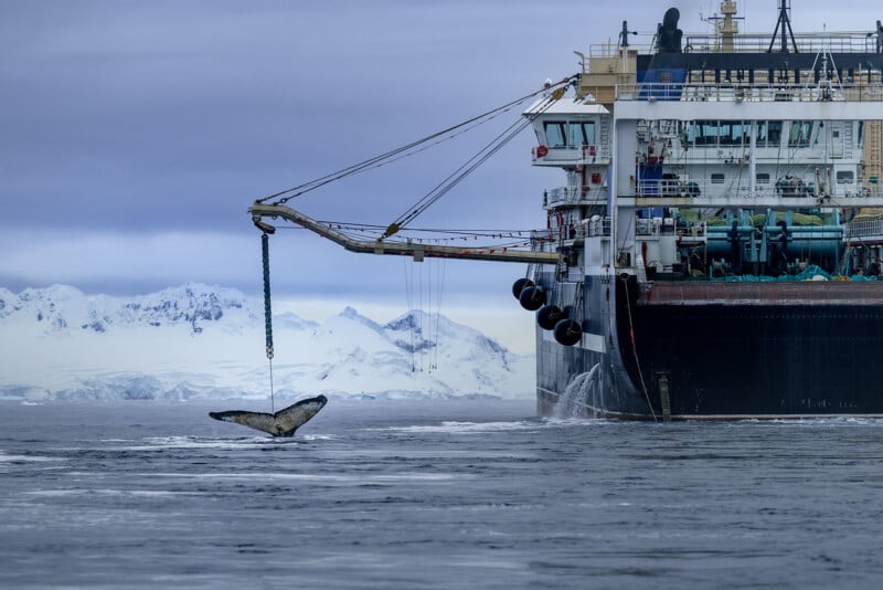 A large ship uses a crane to lift a whale's tail from the water in a cold, icy sea with snow-covered mountains in the background.