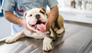 Local vets embrace AI for efficient pet care