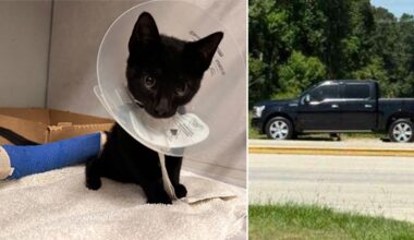 Woman charged with animal cruelty after kitten dumped, run over in Harris County