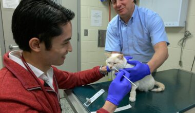 Genetic screening offers early insight into feline CKD