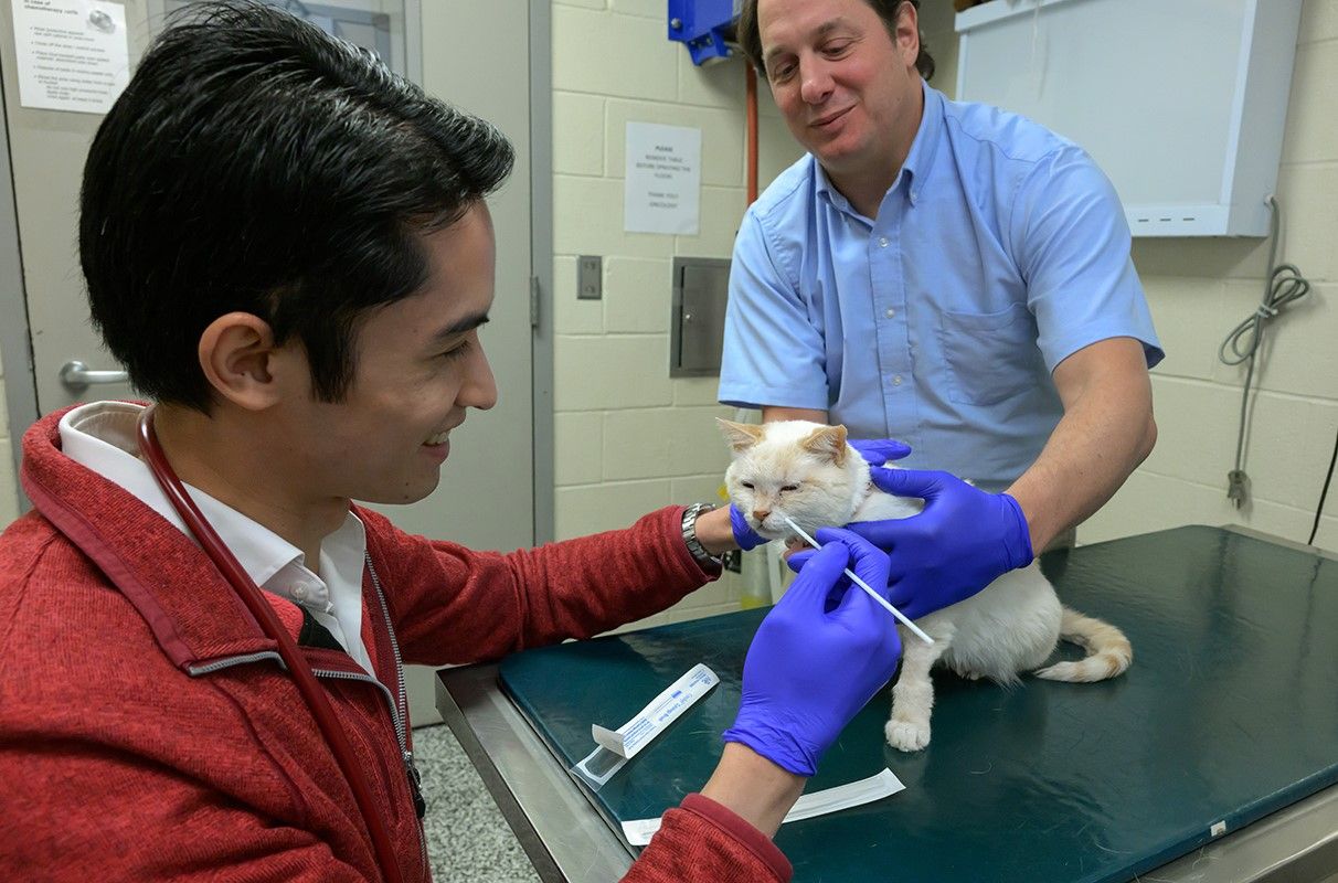 Genetic screening offers early insight into feline CKD