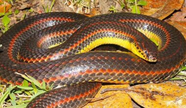 Florida wildlife officials want your help finding a snake so rare it hasn't been seen in years