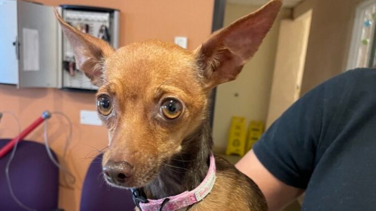 Woman facing animal cruelty charges after video shows dog being struck with wooden plank – NBC 7 San Diego