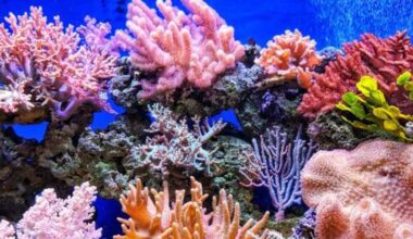 San Antonio Zoo announces new coral conservation lab