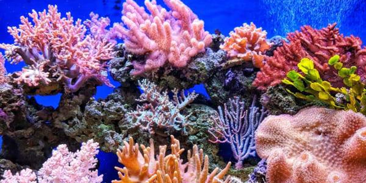 San Antonio Zoo announces new coral conservation lab