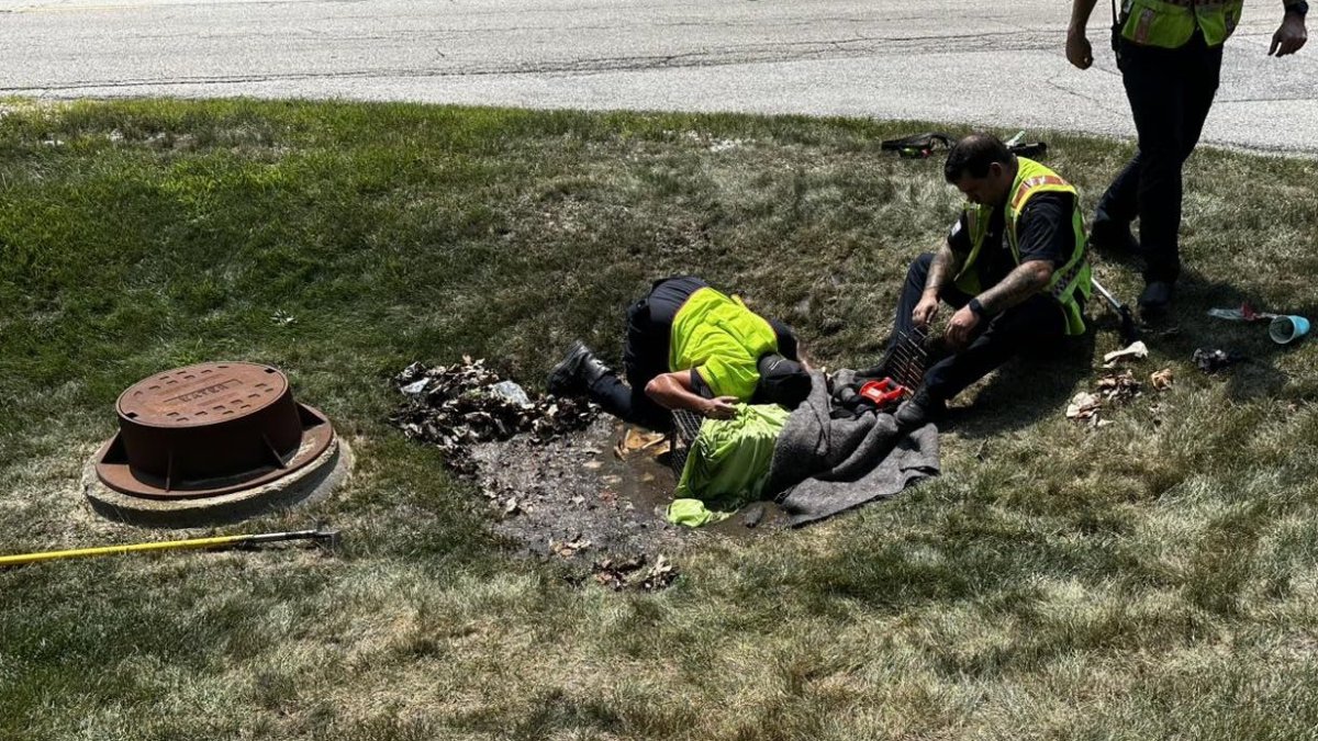 Coyote pups rescued from concrete culvert in north Chicago suburb – NBC Chicago